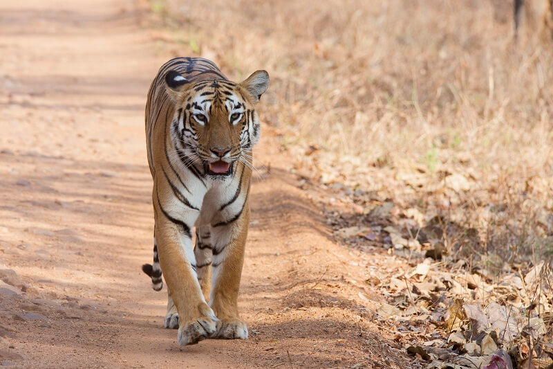 10 Best Places to See Tiger in India - Tusk Travel