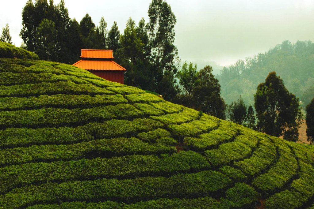 Explore The Best Hill Stations In Tamil Nadu For Relaxation