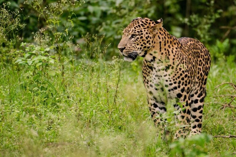 Best Places to See Leopards in India - Tusk Travel