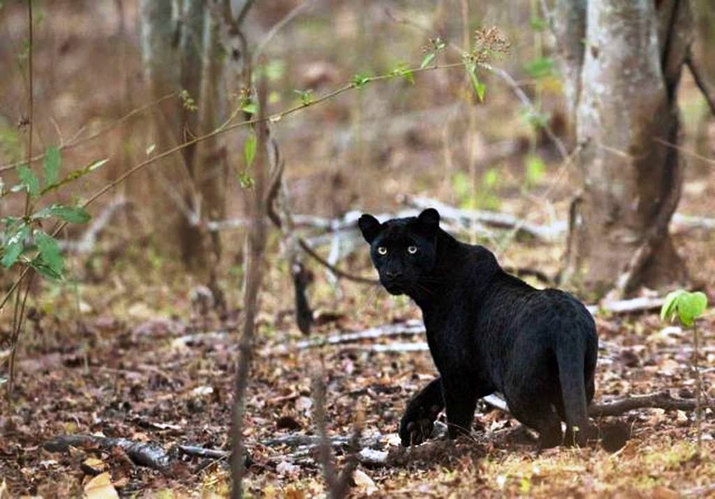 Корейские пантеры