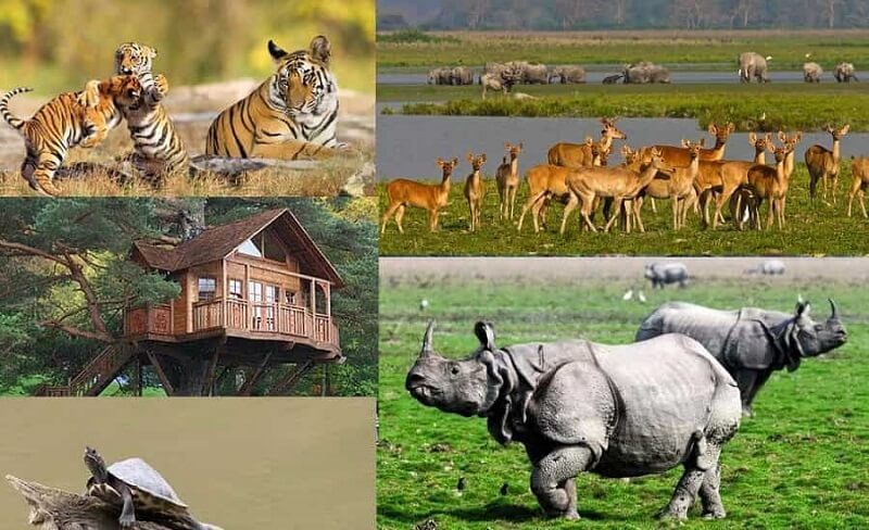 Why Kaziranga National Park Is Famous 10 Interesting Facts Tusk Travel   Kaziranga National Park Assam 