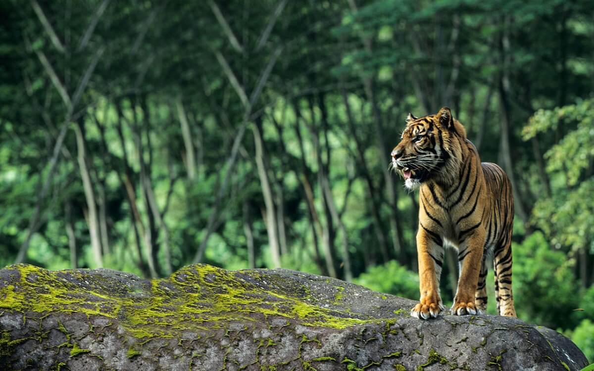 10 Best Wildlife Sanctuaries And National Parks In South India Tusk 