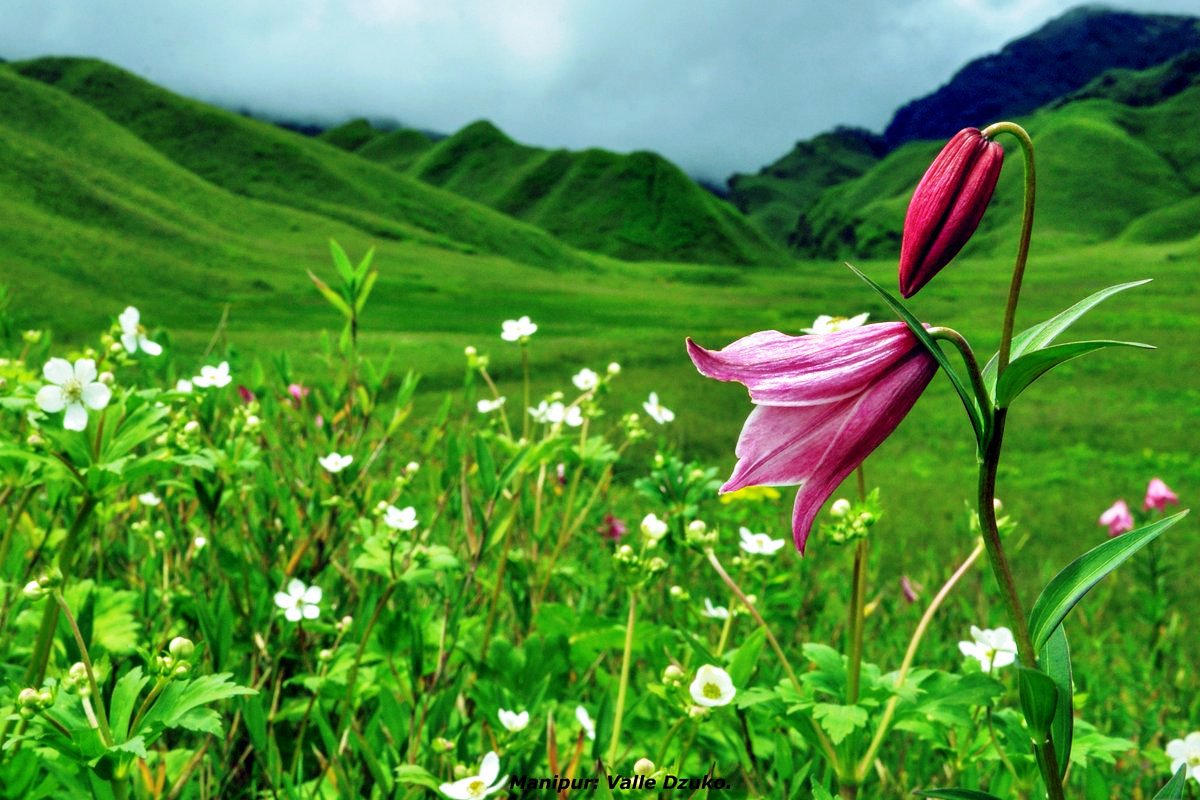 Shirui Lily Festival 2023 The State flower of Manipur Tusk Travel