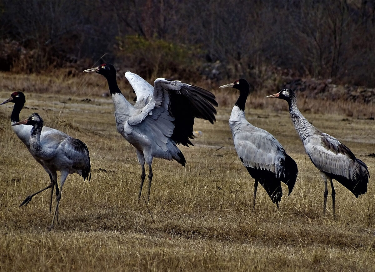 20 Famous Wildlife Sanctuary And National Park In The Asia - Tusk ...