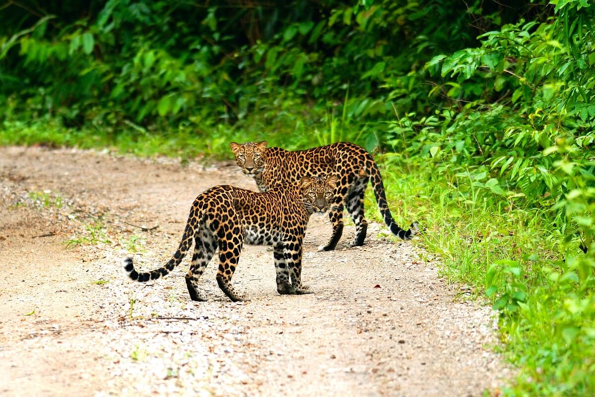 20 Famous Wildlife Sanctuary and National Park in the Asia - Tusk Travel  Blog