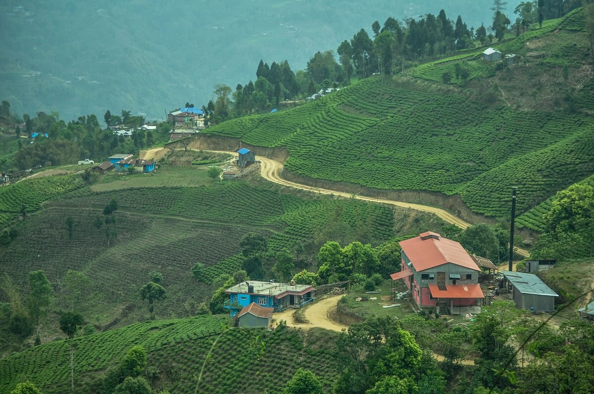 Ilam Tea Estate Nepal