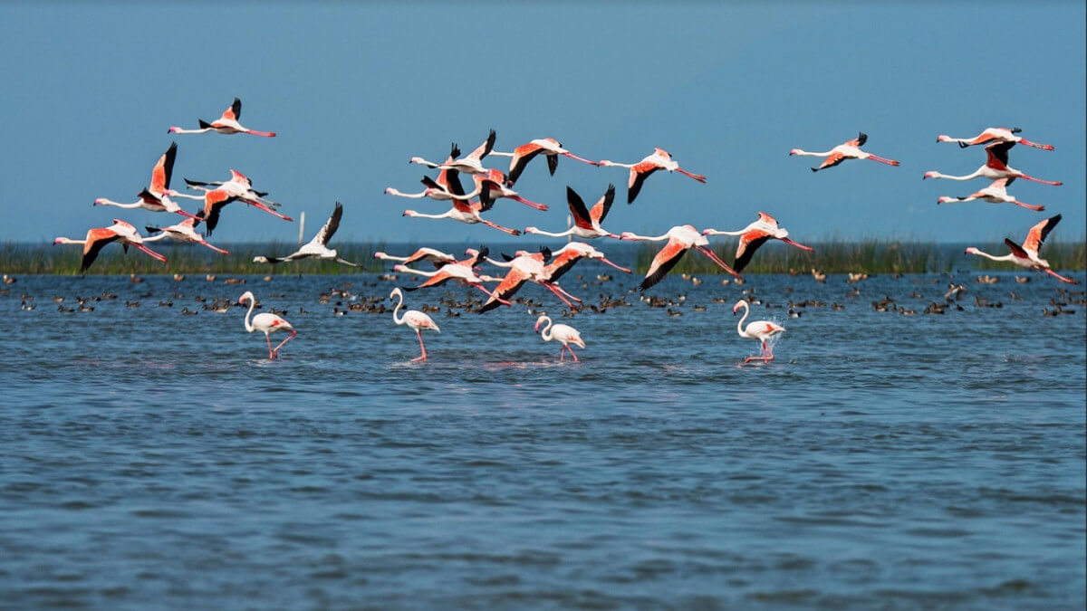 20-famous-bird-sanctuaries-in-the-world-tusk-travel