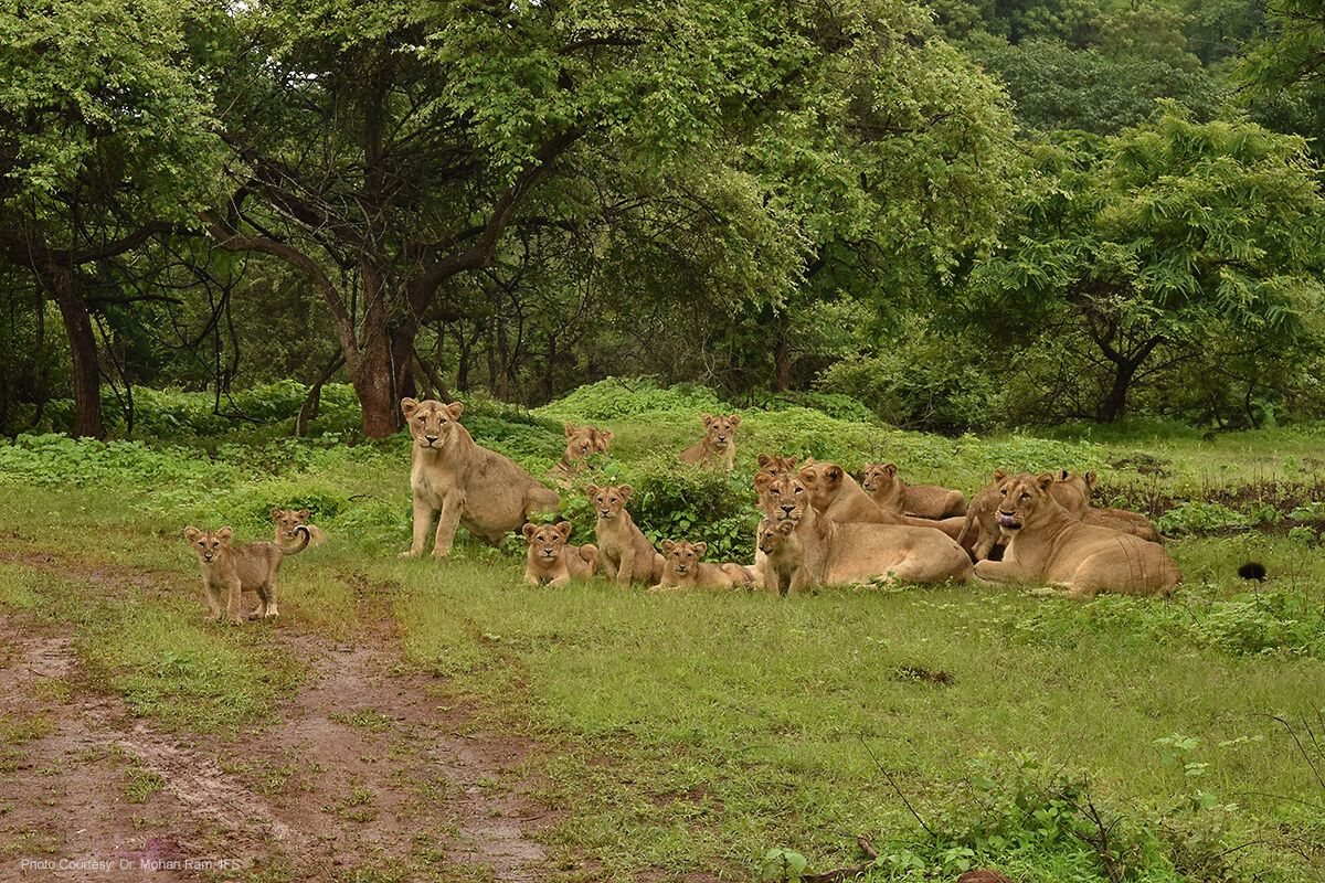 jungle safari at gir national park