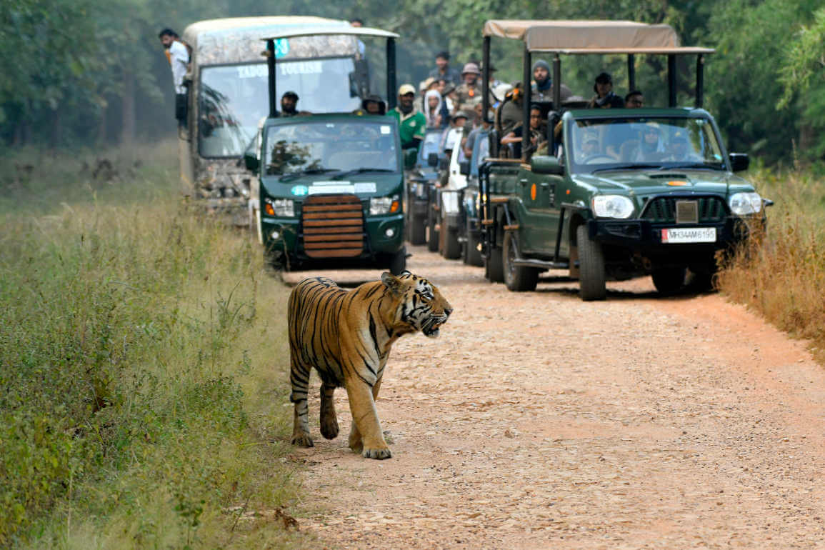 Pench National Park, Madhya Pradesh: A Detailed Travel Guide - Tusk Travel  Blog