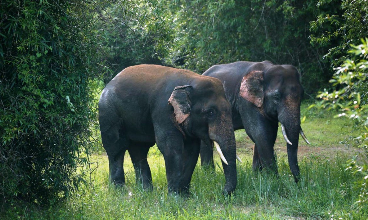 Chandaka-Dampara Wildlife Sanctuary: Your Ultimate Guide - Tusk Travel Blog