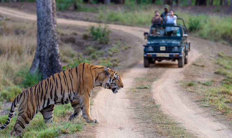 Wildlife Trip Kanha National Park